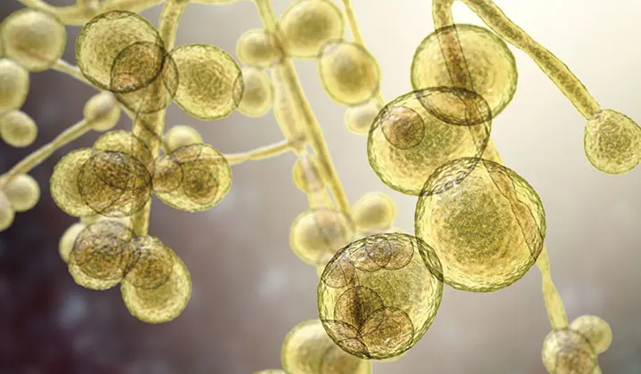 Alle Arten von Hautpilz sind ansteckend