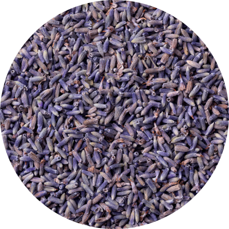 Symbolbild Lavendel