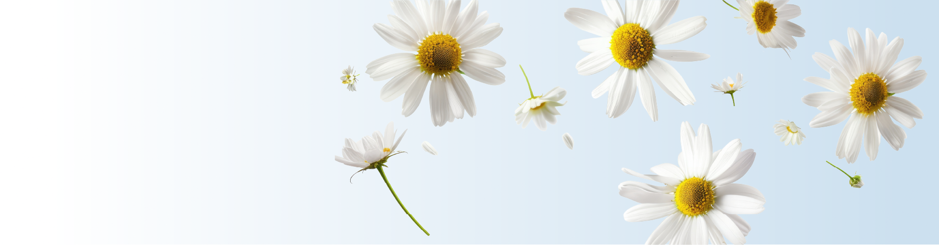 Kamistad mit Kamille bei Entzündungen