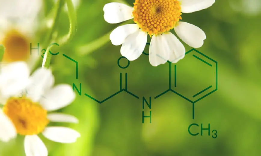 Kamistad mit Kamille