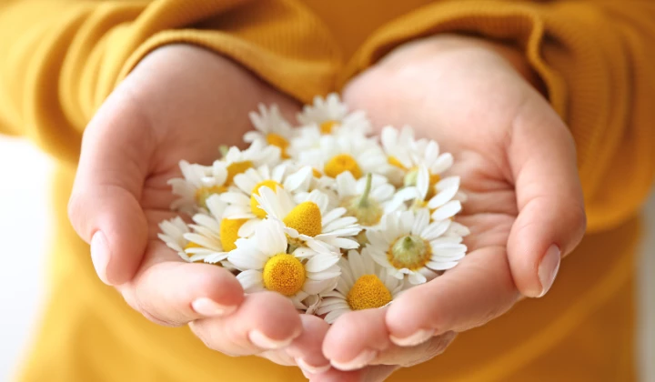 Frau hält Kamillenblüten in den Händen