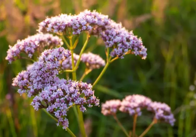Baldrian als pflanzliches Schlafmitte